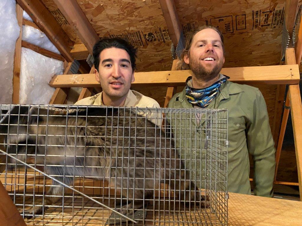 Riverside raccoon trapping