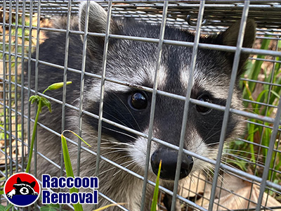 Riverside raccoon trapping
